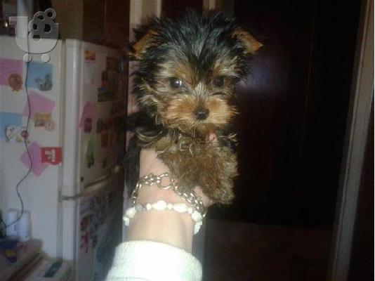 Jack Russell καθαροαιμα 6979314054 ΚΡΗΤΗ-ΑΘΗΝΑ-θεσσαλονικη